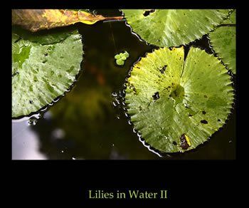 Lilies In Water II Photograph - Island Art Bocas Artist